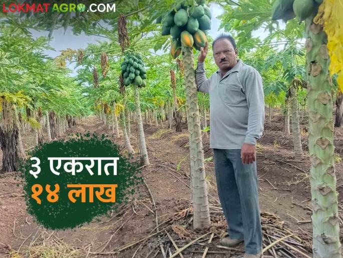 A record yield of 53 tons was obtained from papaya in three acres of land | ऊस शेतीला दिला फाटा तीन एकरात पपईमधून काढले ५३ टन विक्रमी उत्पादन A record yield of 53 tons was obtained from papaya in three acres of land | ऊस शेतीला दिला फाटा तीन एकरात पपईमधून काढले ५३ टन विक्रमी उत्पादन