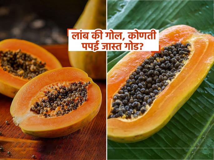 Which is more sweet papaya round or long how to pic best Papita | पपई खरेदी करताना लक्षात ठेवा ही छोटीशी ट्रिक, लगेच समजेल पपई गोड आहे की बेचव Which is more sweet papaya round or long how to pic best Papita | पपई खरेदी करताना लक्षात ठेवा ही छोटीशी ट्रिक, लगेच समजेल पपई गोड आहे की बेचव