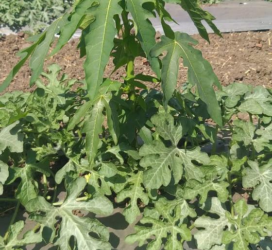 Experiment of watermelon, papaya mixed cultivation | टरबूज, पपईच्या मिश्र लागवडीचा प्रयोग Experiment of watermelon, papaya mixed cultivation | टरबूज, पपईच्या मिश्र लागवडीचा प्रयोग