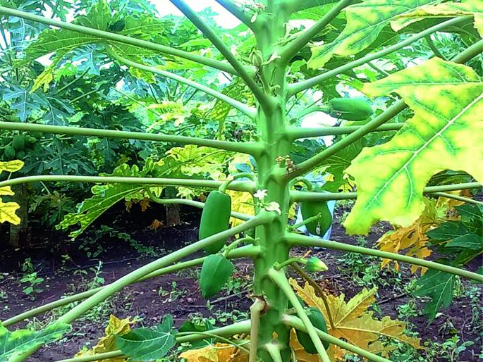 Loss of millions of farmers due to bogus Papaya plants | बोगस पपई रोपांमुळे शेतकर्यांचे लाखोंचे नुकसान Loss of millions of farmers due to bogus Papaya plants | बोगस पपई रोपांमुळे शेतकर्यांचे लाखोंचे नुकसान