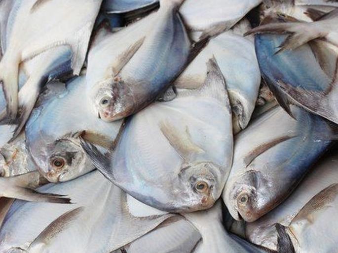 Action will be taken against those selling papulet puppies! | पापलेटच्या पिल्लांची विक्री करणाऱ्यांवर होणार कारवाई! मत्स्यव्यवसाय आयुक्त किशोर तावडे यांचे आदेश