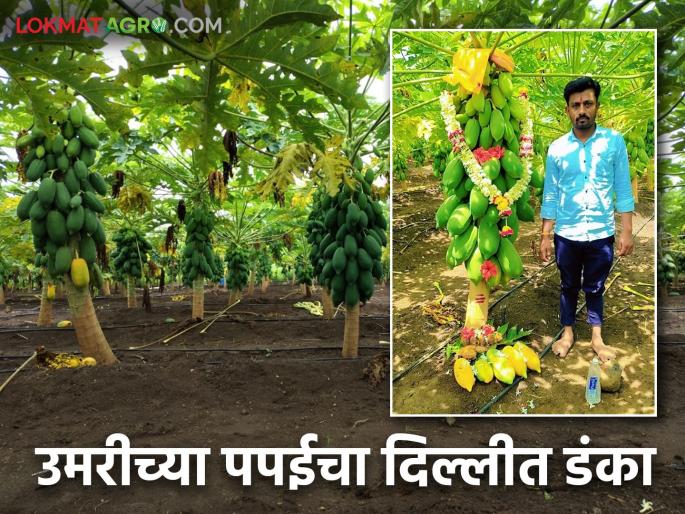 Farmer success story: Foodies from Mumbai, Gujarat, Delhi are crazy about Umri's papaya | Farmer success story : उमरीच्या पपईचे वेड लागले मुंबई, गुजरात, दिल्लीच्या खवय्यांना Farmer success story: Foodies from Mumbai, Gujarat, Delhi are crazy about Umri's papaya | Farmer success story : उमरीच्या पपईचे वेड लागले मुंबई, गुजरात, दिल्लीच्या खवय्यांना