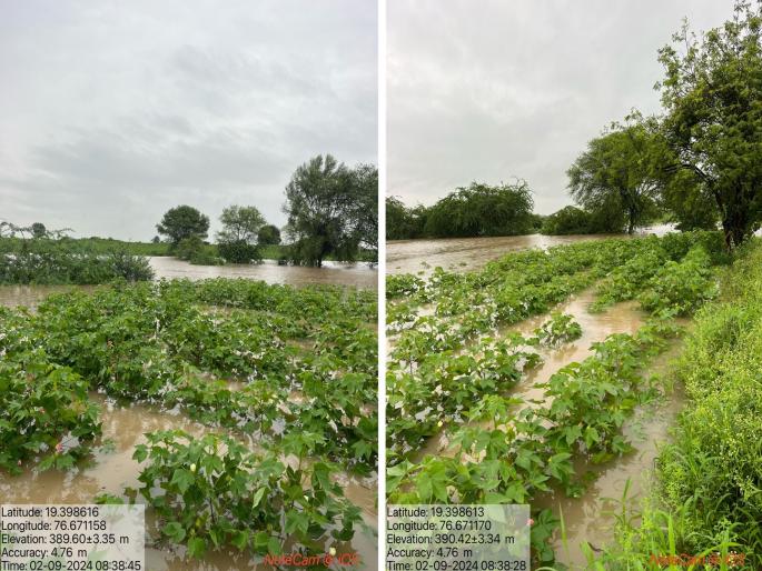 Blooming cotton, soybean crops are in soil; Crops on 3 lakh hectares in Parbhani district are affected by heavy rain | बहरलेला कापूस, सोयाबीनची माती; परभणी जिल्ह्यातील ३ लाख हेक्टरवरील पिके बाधित Blooming cotton, soybean crops are in soil; Crops on 3 lakh hectares in Parbhani district are affected by heavy rain | बहरलेला कापूस, सोयाबीनची माती; परभणी जिल्ह्यातील ३ लाख हेक्टरवरील पिके बाधित