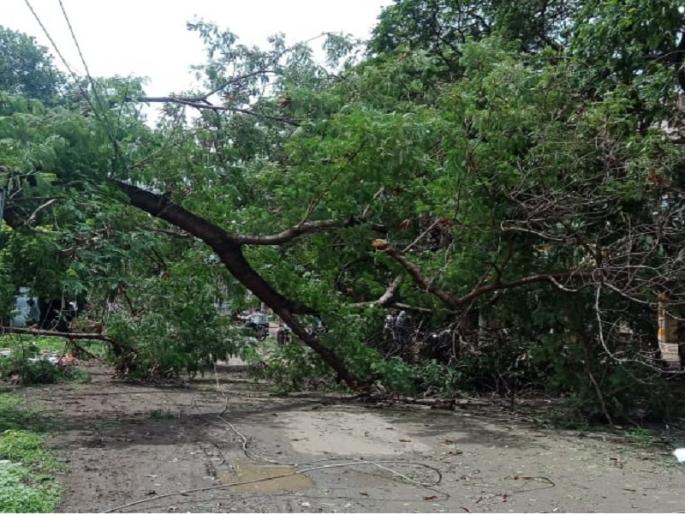 Trees falling on the road in Parbhani near Jaikwadi; Woman survived | परभणीत जायकवाडी समोरील रस्त्यावर कोसळले झाड; महिला बालंबाल बचावली Trees falling on the road in Parbhani near Jaikwadi; Woman survived | परभणीत जायकवाडी समोरील रस्त्यावर कोसळले झाड; महिला बालंबाल बचावली