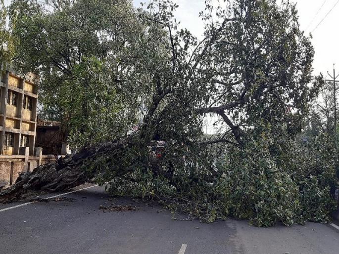 why do the trees on the road fall in the wind and rain | वाऱ्या-पावसांत रस्त्याकडेची झाडं का कोसळतात? why do the trees on the road fall in the wind and rain | वाऱ्या-पावसांत रस्त्याकडेची झाडं का कोसळतात?