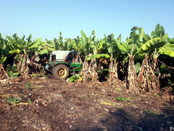 Banana prices plummeted; The plowed farmer turned the plow on the two and a half acre banana | केळीचे भाव कोसळले; हवालदिल शेतकऱ्याने अडीच एकरवरील बागेवर फिरविला नांगर Banana prices plummeted; The plowed farmer turned the plow on the two and a half acre banana | केळीचे भाव कोसळले; हवालदिल शेतकऱ्याने अडीच एकरवरील बागेवर फिरविला नांगर