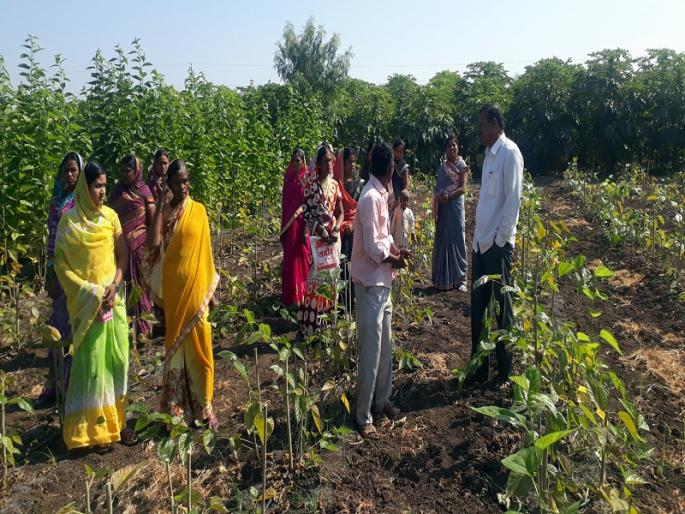 Development through Silk Industry; Establishment of a mulberry nursery is organized by 32 women groups in Kolhawadi | रेशीम उद्योगातून विकासाचा ध्यास; कोल्हावाडीत ३२ महिलांच्या गटाने केली तुतीच्या नर्सरीची स्थापना Development through Silk Industry; Establishment of a mulberry nursery is organized by 32 women groups in Kolhawadi | रेशीम उद्योगातून विकासाचा ध्यास; कोल्हावाडीत ३२ महिलांच्या गटाने केली तुतीच्या नर्सरीची स्थापना
