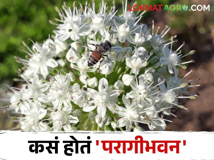What exactly do honeybees do when they pollinate? | Honeybee Pollination मधमाशा परागीभवन करतात म्हणजे नक्की काय करतात? What exactly do honeybees do when they pollinate? | Honeybee Pollination मधमाशा परागीभवन करतात म्हणजे नक्की काय करतात?