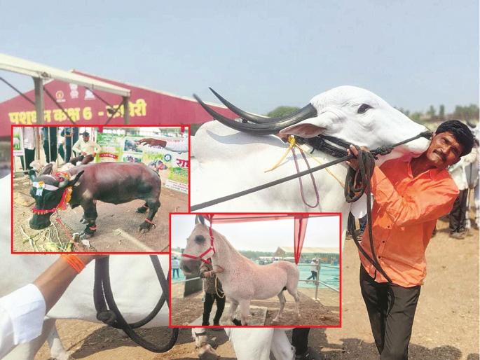 A royal spectacle of livestock in Parli! A buffalo worth 75 lakhs and a cow that gives 45 liters of milk attracted attention | परळीत पशुधनाचा शाही थाट! ७५ लाखांची बुटकी म्हैस अन् ४५ लिटर दूध देणाऱ्या गाईने वेधले लक्ष A royal spectacle of livestock in Parli! A buffalo worth 75 lakhs and a cow that gives 45 liters of milk attracted attention | परळीत पशुधनाचा शाही थाट! ७५ लाखांची बुटकी म्हैस अन् ४५ लिटर दूध देणाऱ्या गाईने वेधले लक्ष