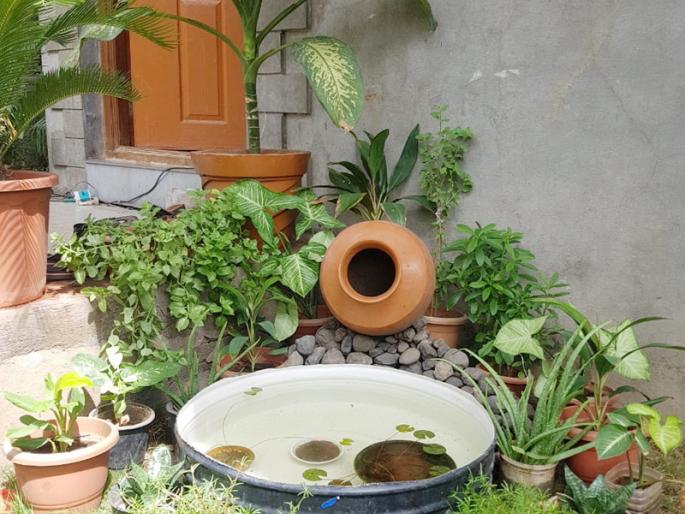 Tree-Velipremi took a tour of the online backyard from the mobile app | वृक्ष-वेलीप्रेमींनी मोबाईल अॅपवरून केली ऑनलाइन परसबागेची सैर Tree-Velipremi took a tour of the online backyard from the mobile app | वृक्ष-वेलीप्रेमींनी मोबाईल अॅपवरून केली ऑनलाइन परसबागेची सैर