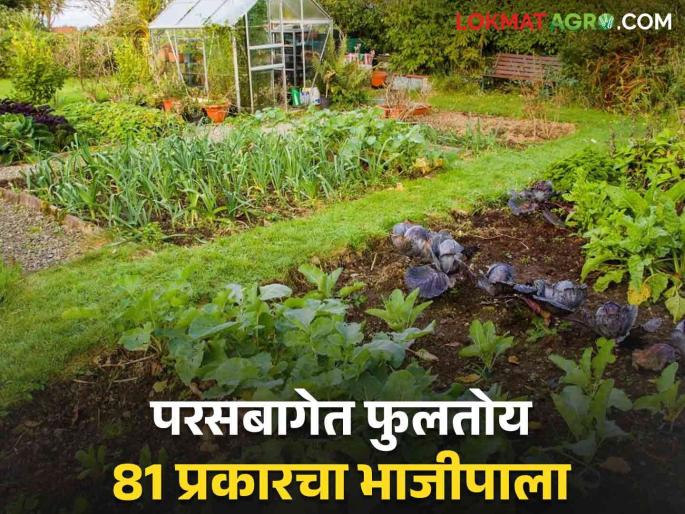 Latest News Cultivation of 81 types of vegetables in the backyard school initiative in Gadchiroli district | Agriculture News : परसबागेत 81 प्रकारच्या भाजीपाल्याची लागवड, गडचिरोली जिल्ह्यातील शाळेचा उपक्रम Latest News Cultivation of 81 types of vegetables in the backyard school initiative in Gadchiroli district | Agriculture News : परसबागेत 81 प्रकारच्या भाजीपाल्याची लागवड, गडचिरोली जिल्ह्यातील शाळेचा उपक्रम