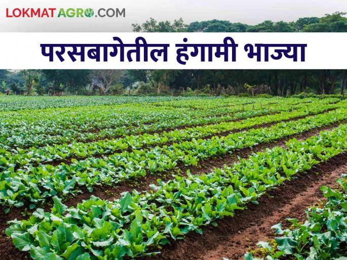 Gardening Tips: Which vegetables to choose for the backyard, know and read in detail | Gardening Tips : परसबागेसाठी कुठल्या भाज्यांची निवड करावी, जाणून घ्या सविस्तर Gardening Tips: Which vegetables to choose for the backyard, know and read in detail | Gardening Tips : परसबागेसाठी कुठल्या भाज्यांची निवड करावी, जाणून घ्या सविस्तर