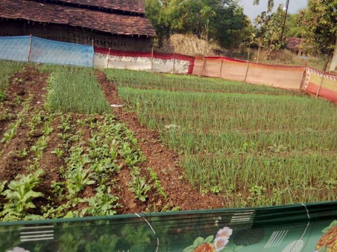 Rosewood rehabilitation: Vegetable production from Parsa Bagh | रोझवा पुर्नवसन : परसबागेतून भाजीपाल्याचे उत्पादन Rosewood rehabilitation: Vegetable production from Parsa Bagh | रोझवा पुर्नवसन : परसबागेतून भाजीपाल्याचे उत्पादन