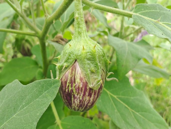 Schools, take the help of farmers and grow your backyard garden, win attractive prizes | शाळांनो शेतकऱ्यांची मदत घ्या आणि आपली परसबाग फुलवा, जिंका आकर्षक बक्षिसे Schools, take the help of farmers and grow your backyard garden, win attractive prizes | शाळांनो शेतकऱ्यांची मदत घ्या आणि आपली परसबाग फुलवा, जिंका आकर्षक बक्षिसे