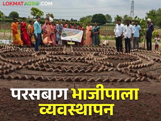 Latest news Vegetable Farming Residue Free Farming how to manage Vegetable Gardening | Vegetable Gardening : परसबागेचे गंगा माँ मॉडेल पाहिलंत का? अशी फुलवा परसबाग, वाचा सविस्तर Latest news Vegetable Farming Residue Free Farming how to manage Vegetable Gardening | Vegetable Gardening : परसबागेचे गंगा माँ मॉडेल पाहिलंत का? अशी फुलवा परसबाग, वाचा सविस्तर