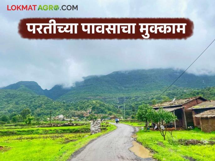Latest News Maharashtra Rain return monsoon situation Low pressure turns into severe low pressure | Maharashtra Rain : कमी दाबाचे तीव्र कमी दाबात रूपांतर, महाराष्ट्रात परतीच्या मान्सूनचा मुक्काम कधीपर्यंत Latest News Maharashtra Rain return monsoon situation Low pressure turns into severe low pressure | Maharashtra Rain : कमी दाबाचे तीव्र कमी दाबात रूपांतर, महाराष्ट्रात परतीच्या मान्सूनचा मुक्काम कधीपर्यंत