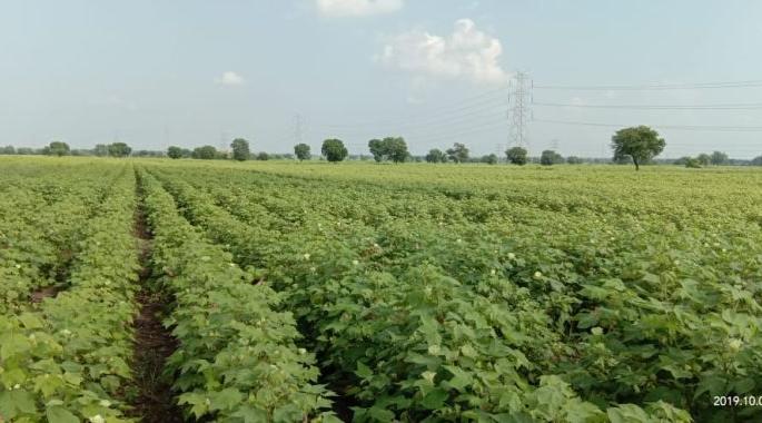 Continuous rains cause crop yellow | सततच्या पावसामुळे कपाशी पडली पिवळी! Continuous rains cause crop yellow | सततच्या पावसामुळे कपाशी पडली पिवळी!