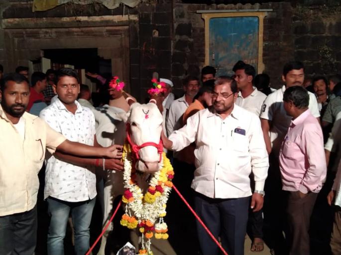 The second birthday of the beloved "winged" bull is in full swing | लाडक्या “पाख-या” बैलाचा दुसरा वाढदिवस थाटामाटात The second birthday of the beloved "winged" bull is in full swing | लाडक्या “पाख-या” बैलाचा दुसरा वाढदिवस थाटामाटात