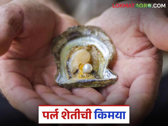 Latest News Pearl farming How did freshwater pearl farming become successful in Gondia district | Pearl Farming : गोंदिया जिल्ह्यात गोड्या पाण्यातील मोत्यांची शेती यशस्वी कशी झाली? Latest News Pearl farming How did freshwater pearl farming become successful in Gondia district | Pearl Farming : गोंदिया जिल्ह्यात गोड्या पाण्यातील मोत्यांची शेती यशस्वी कशी झाली?
