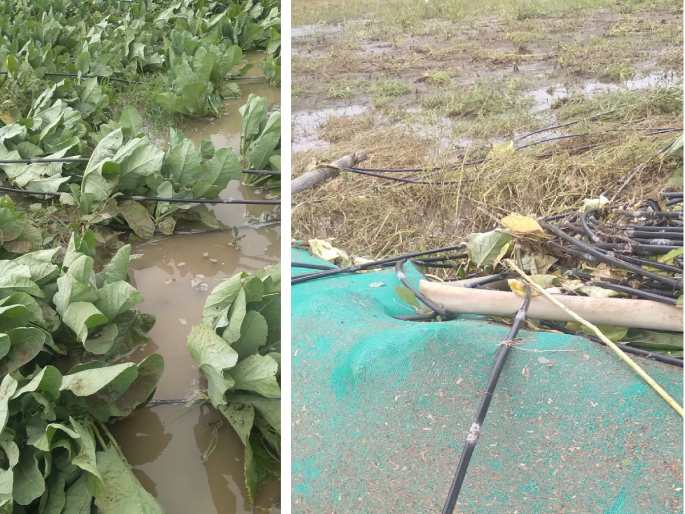 Due to heavy rains, river water entered the field, washing away the cabbage crop on 3 acres | शेतकऱ्याचा टाहो! अतिवृष्टीने नदीचे पाणी शेतात घुसले, ३ एकरवरील कोबी पिक वाहून गेले Due to heavy rains, river water entered the field, washing away the cabbage crop on 3 acres | शेतकऱ्याचा टाहो! अतिवृष्टीने नदीचे पाणी शेतात घुसले, ३ एकरवरील कोबी पिक वाहून गेले