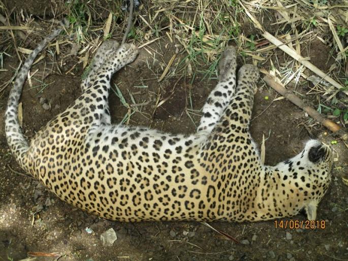Dead leopards found in Parner taluka | पारनेर तालुक्यात आढळला मृत बिबट्या Dead leopards found in Parner taluka | पारनेर तालुक्यात आढळला मृत बिबट्या