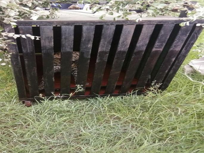 Between the wells of the leopard | विहीरीतून बिबट्या पिंज-यात जेरबंद Between the wells of the leopard | विहीरीतून बिबट्या पिंज-यात जेरबंद