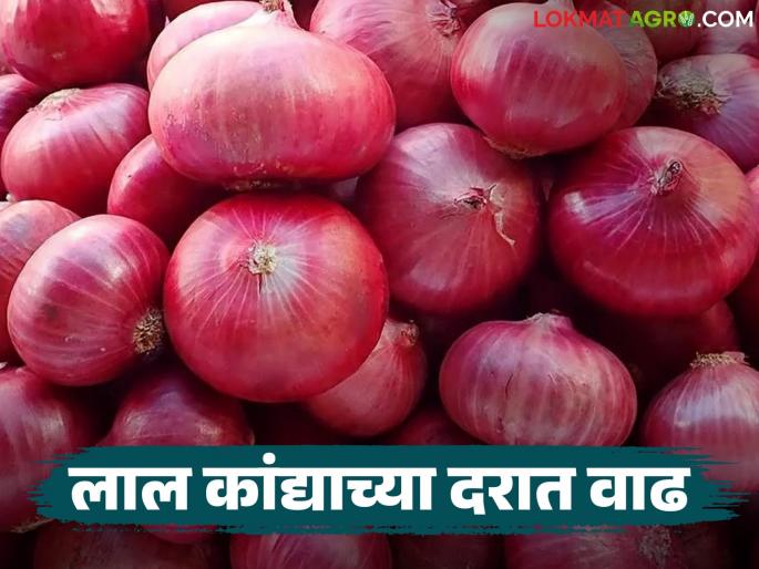 Kanda Market : Red onion reaches record price in Parner Market Committee; Read how the price was obtained? | Kanda Market : पारनेर बाजार समितीत लाल कांद्याला विक्रमी भाव; वाचा कसा मिळाला दर? Kanda Market : Red onion reaches record price in Parner Market Committee; Read how the price was obtained? | Kanda Market : पारनेर बाजार समितीत लाल कांद्याला विक्रमी भाव; वाचा कसा मिळाला दर?