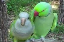 Popeta, Popta, Bolotos Sweet | पोपटा, पोपटा, बोलतोस गोड Popeta, Popta, Bolotos Sweet | पोपटा, पोपटा, बोलतोस गोड