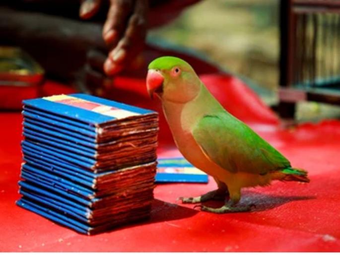 Tamil Nadu Lok Sabha Election 2024: Who will win the election? The parrot told the future, then the owner was taken by the police and caught, why, read... | निवडणुकीत कोण जिंकणार? पोपटानं सांगितलं भविष्य, मग मालकाला पोलिसांनी नेलं पकडून, कारण काय, वाचा... Tamil Nadu Lok Sabha Election 2024: Who will win the election? The parrot told the future, then the owner was taken by the police and caught, why, read... | निवडणुकीत कोण जिंकणार? पोपटानं सांगितलं भविष्य, मग मालकाला पोलिसांनी नेलं पकडून, कारण काय, वाचा...