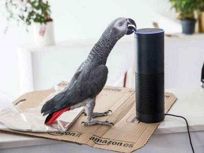 Shocking ... Parrot did Online Shopping on Alexa; using abusive words | धक्कादायक...अॅलेक्साद्वारे पोपटाने केले ऑनलाईन शॉपिंग; शिवी देण्यावरून आहे बदनाम Shocking ... Parrot did Online Shopping on Alexa; using abusive words | धक्कादायक...अॅलेक्साद्वारे पोपटाने केले ऑनलाईन शॉपिंग; शिवी देण्यावरून आहे बदनाम
