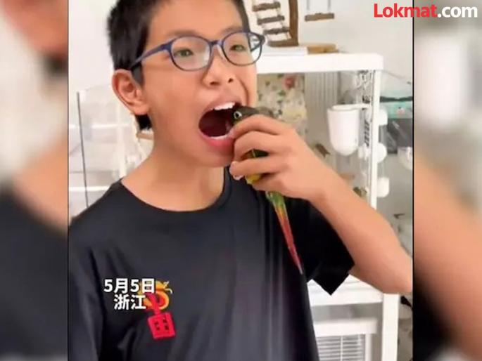Parrot extracts rotten tooth of a boy in China video goes viral | पोपट बनला 'डॉक्टर'...काढला मुलाचा खराब झालेला दात, व्हिडीओ बघून व्हाल अवाक्! Parrot extracts rotten tooth of a boy in China video goes viral | पोपट बनला 'डॉक्टर'...काढला मुलाचा खराब झालेला दात, व्हिडीओ बघून व्हाल अवाक्!