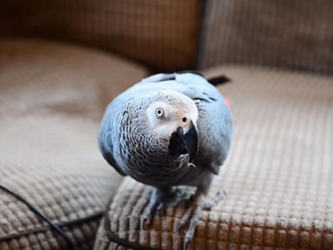 This parrot make fool of firefighters to create fake smoke alarm sound | या पोपटाच्या आवाजाने असे काही झाले, धावत-पळत आले फायर ब्रिगेडवाले! This parrot make fool of firefighters to create fake smoke alarm sound | या पोपटाच्या आवाजाने असे काही झाले, धावत-पळत आले फायर ब्रिगेडवाले!