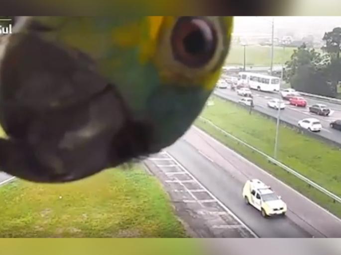 parrot came in front of traffic cctv camera in brazil funny video goes viral | रस्त्यावरील सीसीटीव्ही कॅमेऱ्यात डोकाऊ लागला पोपट, या खोडसाळ मिठ्ठुची गंमतच न्यारी! parrot came in front of traffic cctv camera in brazil funny video goes viral | रस्त्यावरील सीसीटीव्ही कॅमेऱ्यात डोकाऊ लागला पोपट, या खोडसाळ मिठ्ठुची गंमतच न्यारी!