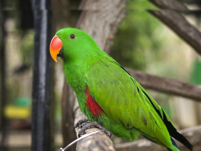 Lok Sabha Election 2024 in Tamil Nadu Parrot Predicted Candidate Thankar Bachchan and Claimed He Will Win | लोकसभा निवडणुकीत कोण जिंकणार? पोपटाची भविष्यवाणी; मालकाच्या अडचणी वाढल्या!