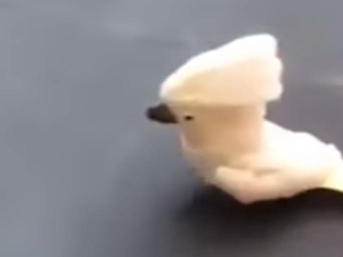 Did you see a VIDEO-bitten parrot like a dog? | VIDEO- कुत्र्यासारखा भुंकणारा पोपट तुम्ही पाहिलात का ? Did you see a VIDEO-bitten parrot like a dog? | VIDEO- कुत्र्यासारखा भुंकणारा पोपट तुम्ही पाहिलात का ?