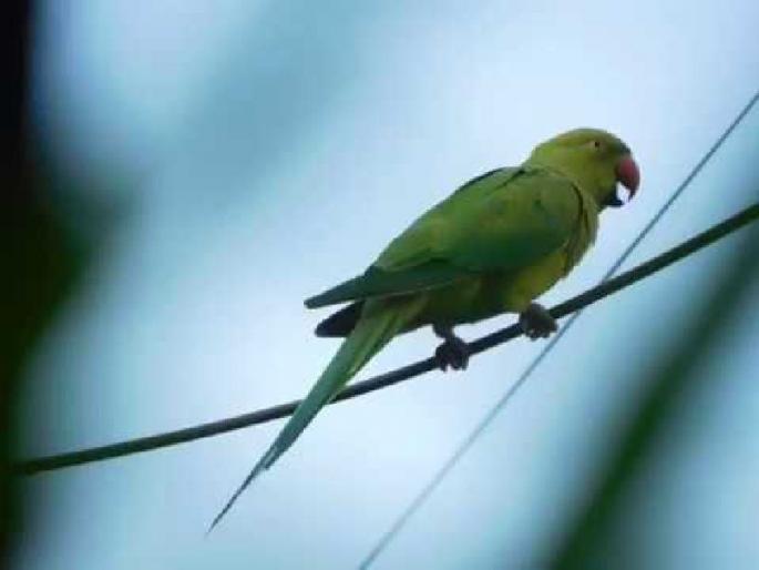 Parrot fired in the Thane Thane! | ठाण्यात लाखाचा पोपट उडाला भुर्र...!