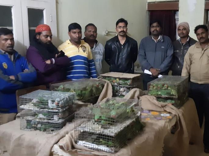 parrot smugglers gang arrested | पोपटांची तस्करी करणारी टोळी जेरबंद; 200 रुपये दराने होत होती विक्री parrot smugglers gang arrested | पोपटांची तस्करी करणारी टोळी जेरबंद; 200 रुपये दराने होत होती विक्री