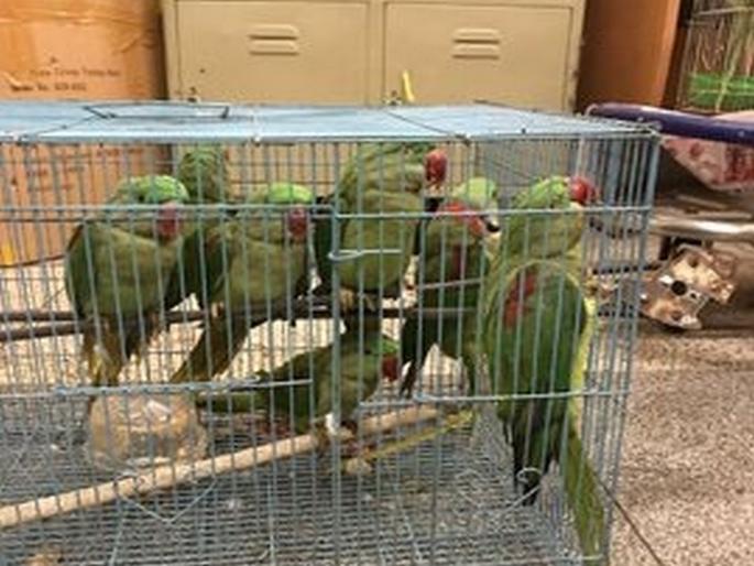 13 parrots brought to Delhis Patiala House Court | कोर्टात झाली 13 पोपटांची हजेरी अन् मालकाला घडली तुरुंगवारी 13 parrots brought to Delhis Patiala House Court | कोर्टात झाली 13 पोपटांची हजेरी अन् मालकाला घडली तुरुंगवारी