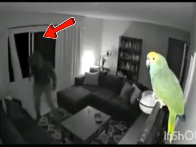 Video: Parrot stops theft; parrot screamed loudly as thief entered the house, watch the funny video | Video: पोपटाने चोरी रोखली; चोर घरात शिरताच जोरजोरात ओरडला, पाहा मजेशीर व्हिडिओ... Video: Parrot stops theft; parrot screamed loudly as thief entered the house, watch the funny video | Video: पोपटाने चोरी रोखली; चोर घरात शिरताच जोरजोरात ओरडला, पाहा मजेशीर व्हिडिओ...