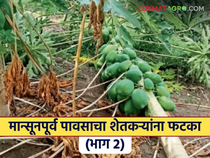 latest news Avakali Paus: Farmers' right to water... but crop damage caused by premature arrival Read in detail | Avakali Paus: शेतकऱ्यांच्या हक्काचं पाणी… पण वेळेआधी आल्याने झाली हानी वाचा सविस्तर