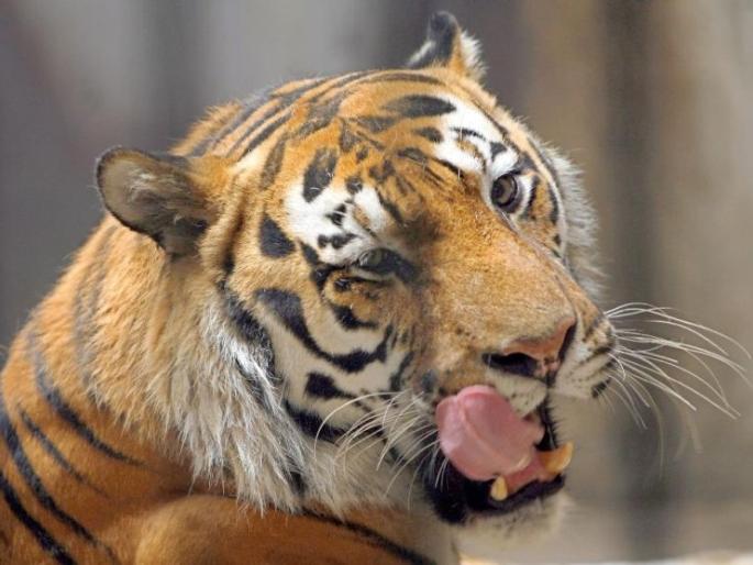 20 lakhs compensation now for loss of life in wild animal attacks | वन्यप्राणी हल्ल्यातील प्राणहानीसाठी आता २० लाख रुपये भरपाई 20 lakhs compensation now for loss of life in wild animal attacks | वन्यप्राणी हल्ल्यातील प्राणहानीसाठी आता २० लाख रुपये भरपाई