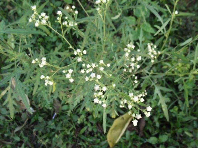 173 Exotic plants threaten Indian ecosystem | १७३ परकीय वनस्पतींमुळे भारतीय परिसंस्थांचे अस्तित्व धोक्यात 173 Exotic plants threaten Indian ecosystem | १७३ परकीय वनस्पतींमुळे भारतीय परिसंस्थांचे अस्तित्व धोक्यात
