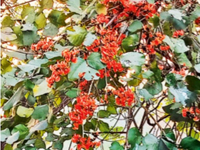 What's so great about it? | त्यात काय मोठेसे? What's so great about it? | त्यात काय मोठेसे?