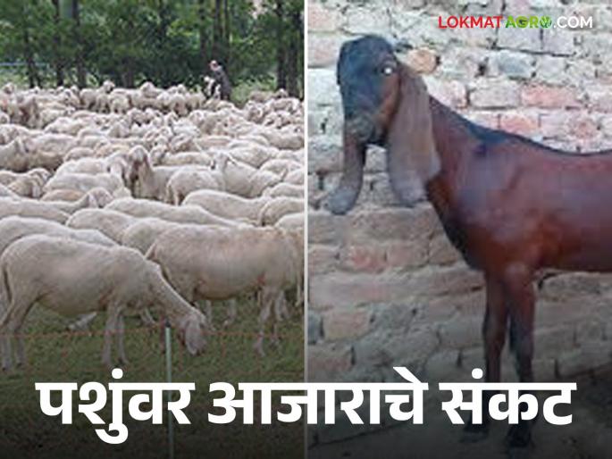Livestock Vaccine : Vaccine for goats, sheep, camels from other states? Read in detail | livestock Vaccine : परराज्याच्या शेळ्या, मेंढ्या, उंटांना व्हॅक्सिन ? वाचा सविस्तर