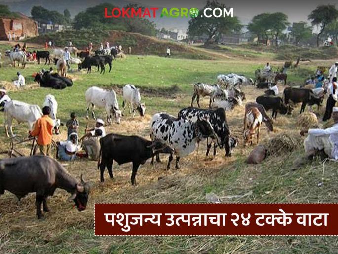 Latest News Livestock income accounts for 24 percent of agricultural sector's income, see benefit to farmers? | कृषी क्षेत्राच्या उत्पन्नात पशुजन्य उत्पन्नाचा 24 टक्के वाटा, शेतकऱ्यांना काय फायदा होईल? 