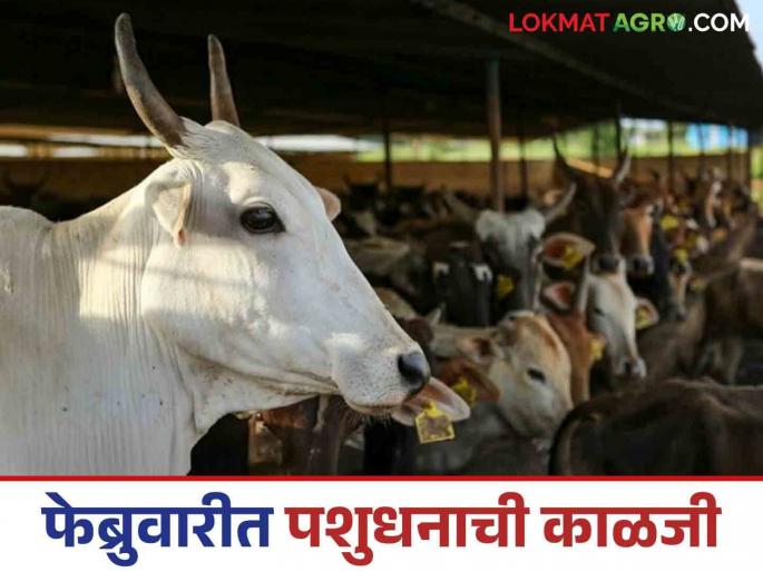 Latest News Livestock Management How to take care of animals for health and fertility in February Read in detail | February Animal Management : फेब्रुवारीमध्ये आरोग्य आणि प्रजननक्षमतेसाठी प्राण्यांची काळजी कशी घ्यावी? वाचा सविस्तर 