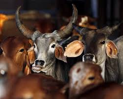 For the first time this year, the 'Paperless' livestock census | राज्यात यंदा प्रथमच ‘पेपरलेस’ पशुगणना For the first time this year, the 'Paperless' livestock census | राज्यात यंदा प्रथमच ‘पेपरलेस’ पशुगणना