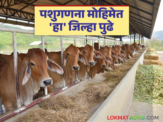 Livestock Census: latest news In the State Livestock Enumeration Campaign 'These' District 2nd Read in detail | Livestock Census : राज्यात पशुगणना मोहिमेत 'हा' जिल्हा द्वितीय वाचा सविस्तर Livestock Census: latest news In the State Livestock Enumeration Campaign 'These' District 2nd Read in detail | Livestock Census : राज्यात पशुगणना मोहिमेत 'हा' जिल्हा द्वितीय वाचा सविस्तर