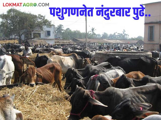 Latest News Nandurbar district ranks first in Nashik division in livestock census read in detail | Agriculture News : नंदुरबार जिल्ह्यात पशुधन झाले कमी, शेळीवर्गीय पशुंची संख्या वाढली, वाचा सविस्तर 