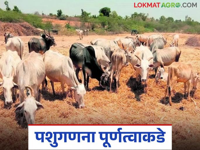 Pashu Ganana 2024 : The exact number of all livestock in the state will be known within the next month | Pashu Ganana 2024 : येत्या महिनाभरात राज्यातील सर्व जनावरांची अचूक संख्या कळणार Pashu Ganana 2024 : The exact number of all livestock in the state will be known within the next month | Pashu Ganana 2024 : येत्या महिनाभरात राज्यातील सर्व जनावरांची अचूक संख्या कळणार